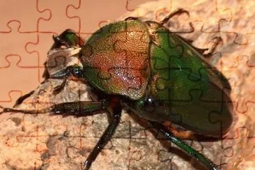 Dicranorrhina oberthueri