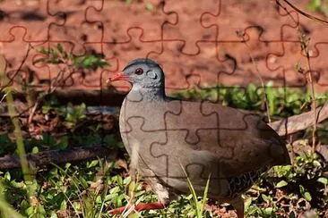 Tinamo beccopiccolo jigsaw puzzle