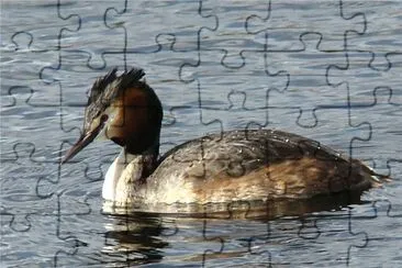 le grÃ¨be huppÃ© jigsaw puzzle