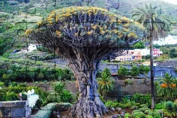 PLANTA DEL DESIERTO jigsaw puzzle