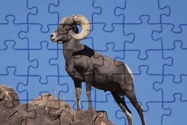 Bighorn del deserto