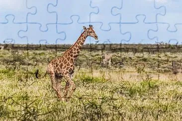 Giraffa dell 'angola