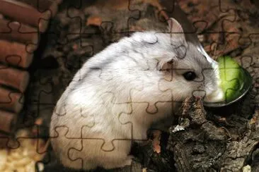 Criceto siberiano