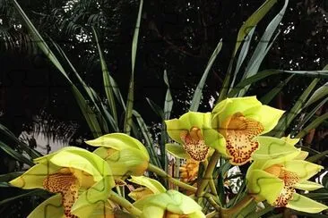 flores