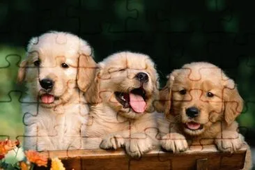DOGS