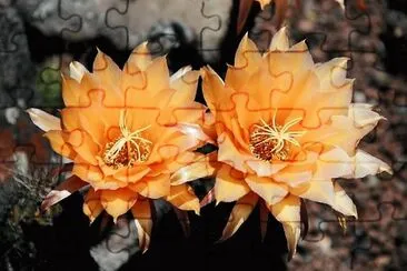 flores jigsaw puzzle