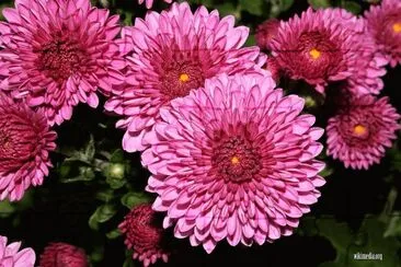 flores jigsaw puzzle