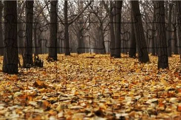 Bosque Bahuer jigsaw puzzle