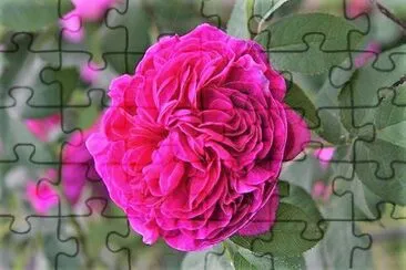 flores jigsaw puzzle