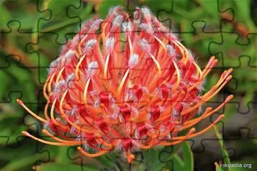 flores jigsaw puzzle