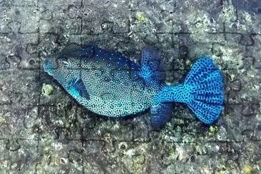 Scatola blu