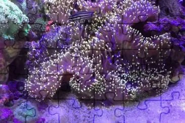 Anemone magnfica jigsaw puzzle