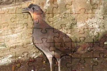 Tinamo dalla testanera jigsaw puzzle