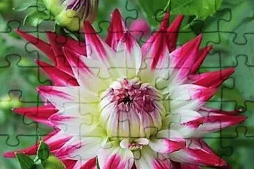 flores jigsaw puzzle