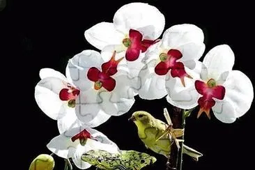 flores