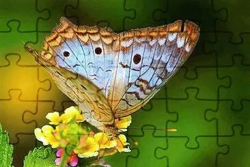 פאזל של flores