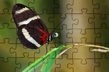 Heliconius pachinus
