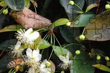 flores jigsaw puzzle