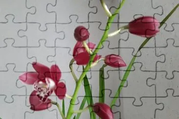 OrchidÃ©e