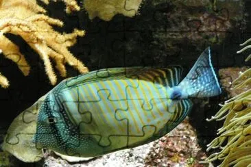 Zebrasoma