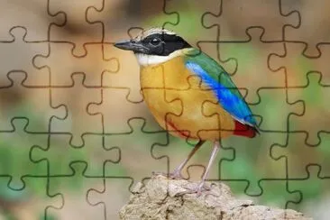 Pitta delle molucche jigsaw puzzle