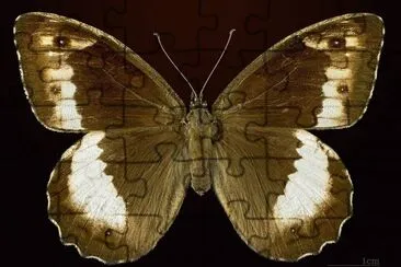 Hipparchia