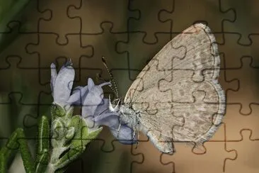 Common grass blue