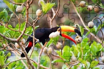 tucan comiendo