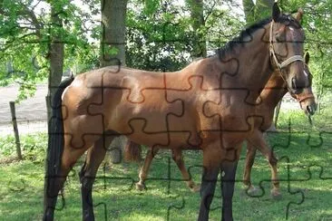 Dutch warmblood