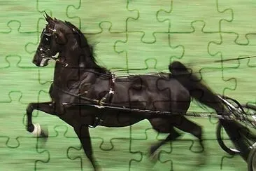 Dutch harness