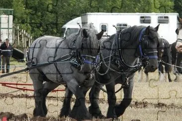 Dutch draft