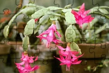 flores jigsaw puzzle