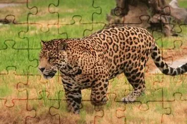 Jaguar