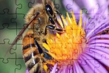 Abeja 3