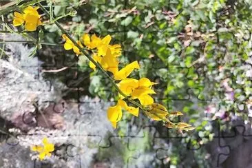 flores jigsaw puzzle