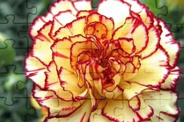Oeillet jigsaw puzzle