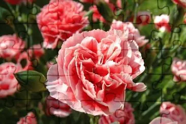 Oeillet jigsaw puzzle