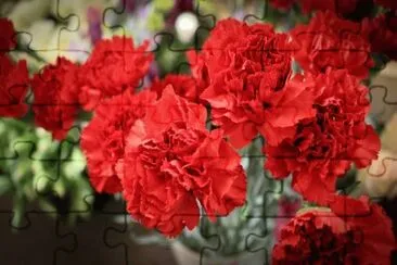 Oeillet jigsaw puzzle
