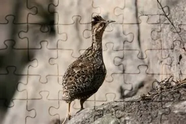 Tinamo taczanowiski jigsaw puzzle