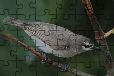 Nettarina bruna del gabon jigsaw puzzle
