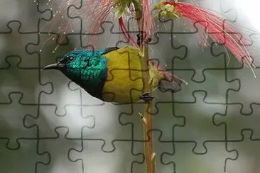 Nettarina dal collare neroblu jigsaw puzzle