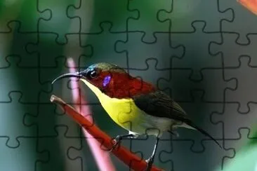 פאזל של Nettarina di palawan