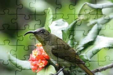 Nettarina olivacea jigsaw puzzle