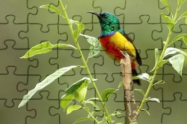 פאזל של Nettarina reale