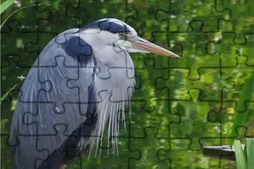 le hÃ©ron cendrÃ© jigsaw puzzle