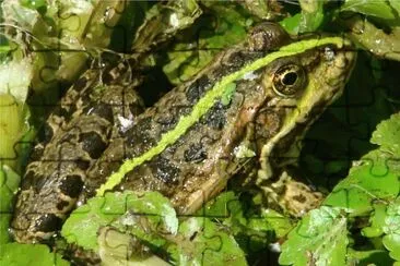 la grenouille verte