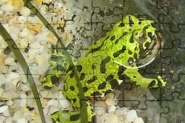 Bombina orientalis