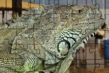 l 'iguane vert