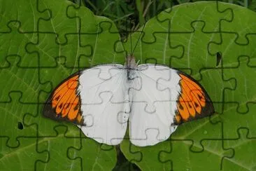 Hebomoia glaucippe jigsaw puzzle