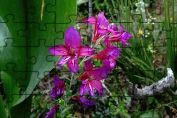 Glaieul de Byzance jigsaw puzzle